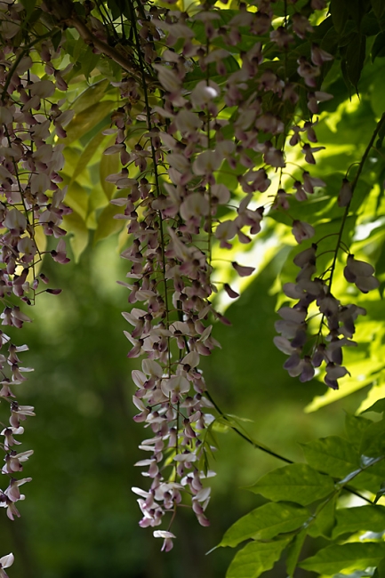 Jardin des Impressionnistes-MAI14-104